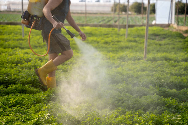 Best Mosquito Control Services  in Wilson, AR