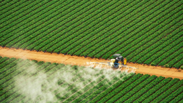 Best Best Pest Control Companies  in Wilson, AR