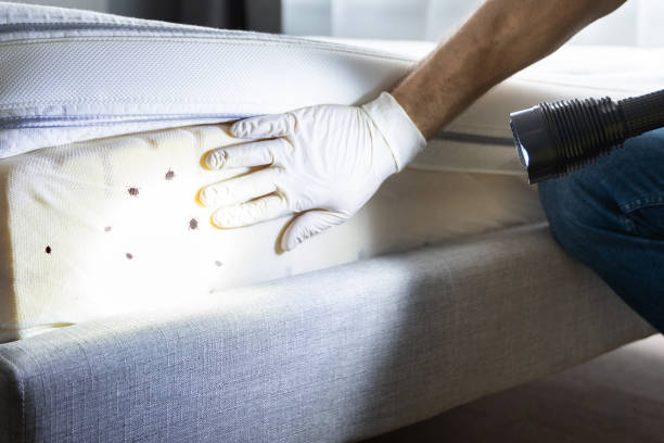 Best Emergency Pest Control  in Wilson, AR
