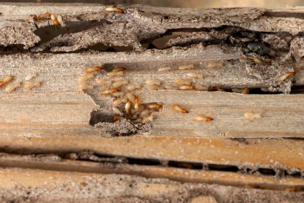 Best Affordable Pest Control Services  in Wilson, AR